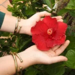 Göttin Armband
